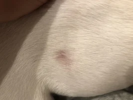 Dermatitis/Skin issues/allergies