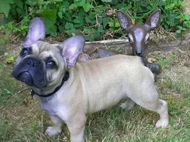 August 2013 Frenchie of the Month Contest! ~ENTER HERE~