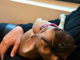 4 PAW MEMBERS!!!  Please VOTE for your favorites FRENCHIE-TUDES!
