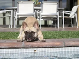 Does your Frenchie like the water?