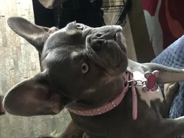 Queensly The Frenchie
