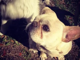 ~Rider~French Bulldog Available for Adoption in North Carolina