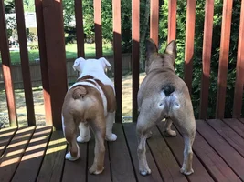 4 PAW MEMBERS!!! Please VOTE for your favorite Frenchie BOOTY!!!