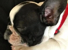 VOTE NOW! Snoring Snoozing Frenchie Contest!