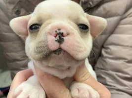 Trying to decide about a puppy