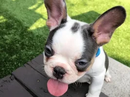 PLEASE VOTE for your favorite tounge tied Frenchie!!!