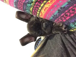 Ear tips