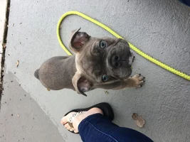 4 month old with floppy ears