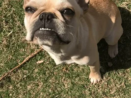 ~ENTER HERE~ April Frenchie of the Month "SMILING FRENCHIES"