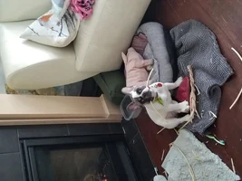 ~ENTER HERE~ February 2019 Frenchie of the Month - BE MY FRENCHIE-TINE!