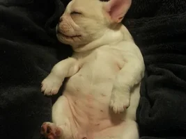 Hello from Pickle in PA!