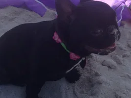 Tallulah's Day at the beach