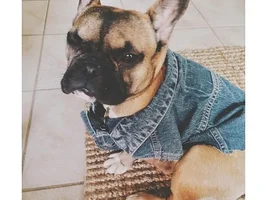 Frenchie of the Month...July 2013...  4 Paw members please vote!