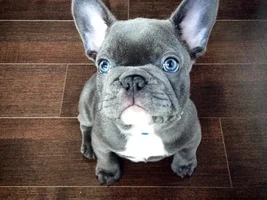 ~ENTER HERE~ March Frenchie of the Month contest "Frenchie Faces"
