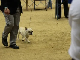 Henri's first show