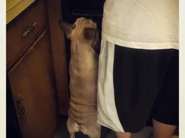 Jax wants to help in the kitchen!