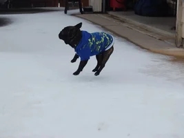 Texas Ice