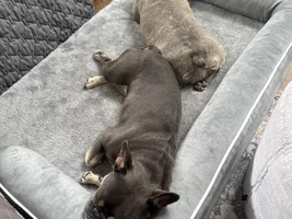 Wanting a second little lady - Who's got two girls?