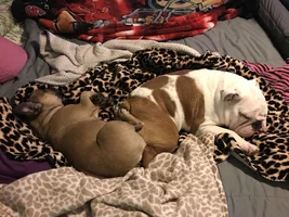 4 PAW MEMBERS!!!  Please VOTE for your favorite LAZY Frenchies!