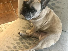 PLEASE VOTE!!  Frenchie of the Month Turkey Leg Contest