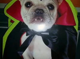 Cute Halloween Card With French Bulldog.....