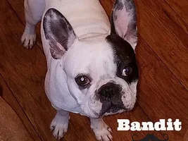 ~Bandit~French Bulldog Available for Adoption in Oregon