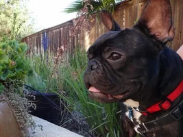~EggRoll~French Bulldog Available for Adoption in California