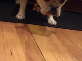 Must.Destroy.Vacuum