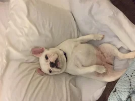 ~ENTER HERE~ August Frenchie of the Month "Sleepy Frenchies"