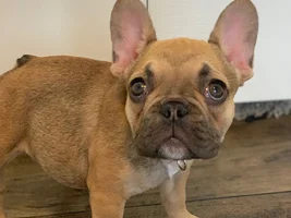 12 week frenchie too small?