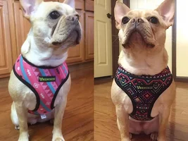 Products made JUST for our FRENCHIES!!!!!