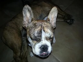 Buster Is Getting His Big Boy Teeth