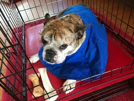 Buster Is Home From His Second Knee Surgery!