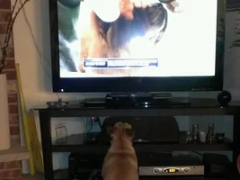 Jax and the Westminster Dog Show