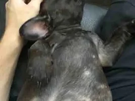 Meet Boo
