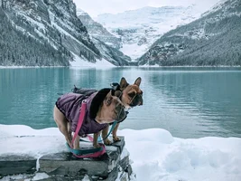 MEMBERS PLEASE VOTE NOW for your October Frenchie of the Month!