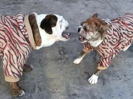 4 Paw Members, Please vote for March Frenchie of the Month!