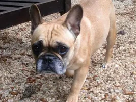 ~Everly~French Bulldog Available for Adoption in North Carolina
