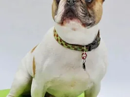 ~Booth~French Bulldog Available For Adoption in Iowa