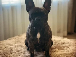 Help in choosing the right Frenchie!