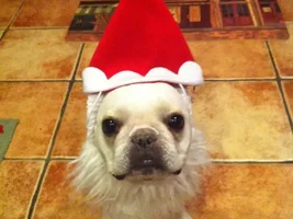 4 Paw Members, PLEASE VOTE for your Holly Jolly Frenchies!