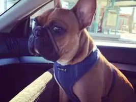 Traveling with your pet...