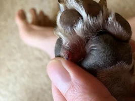 Red Pimple Like Bump on paw pad