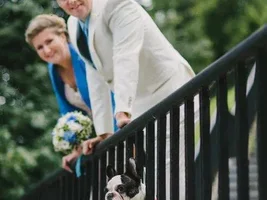 Muffin - sweet bulldog from Russia :)