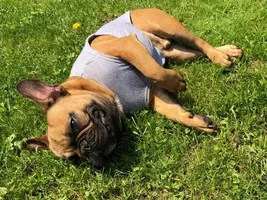 ~ENTER HERE~ June 2019 Frenchie of the Month ~ FUN IN THE SUN