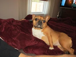 Fawns and Creams!! Post pics of your fawn or cream Frenchie!!