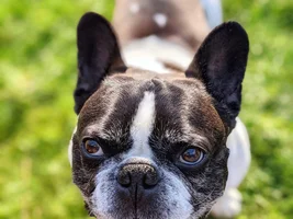 ~ENTER HERE~ June Frenchie of the Month Contest "FUN IN THE SUN"