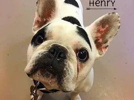 ~Henry~French Bulldog Available for Adoption