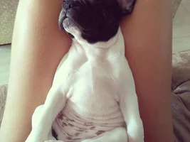 ~ENTER HERE~ August 2016 Frenchie of the Month ~ SLEEPY FRENCHIES