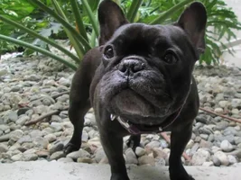 ~Tasha~French Bulldog Available for Adoption in California